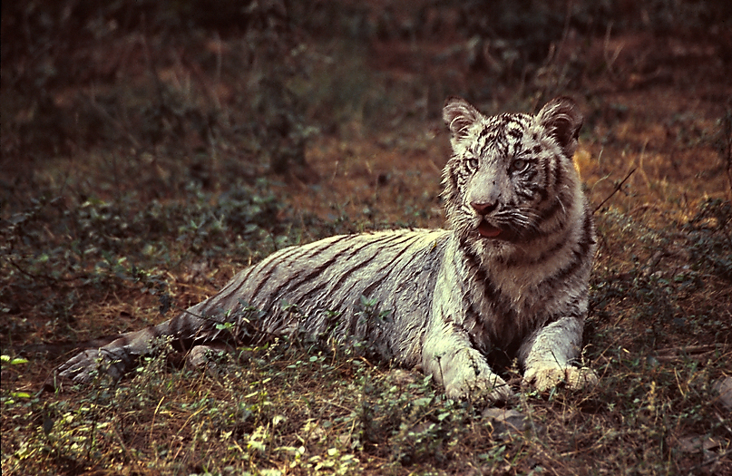 White tiger 02, just after a bath