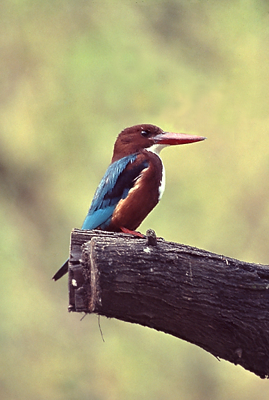 White-breasted kingfisher 01