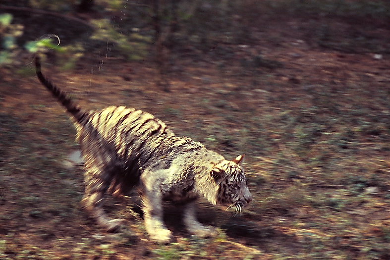 White tiger landing after a jump (a while after the bath)