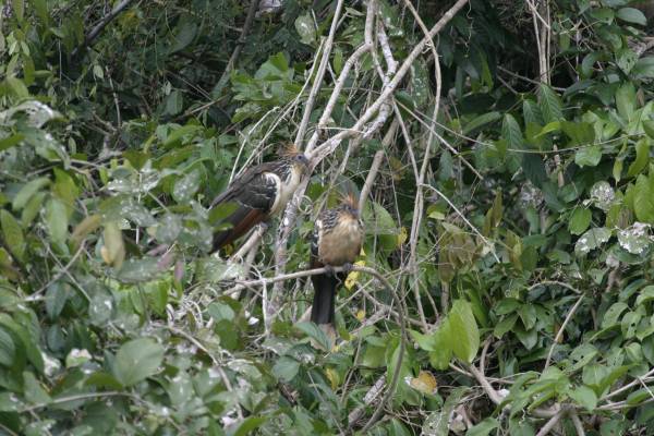 bird stink bird IMG_3017.jpg