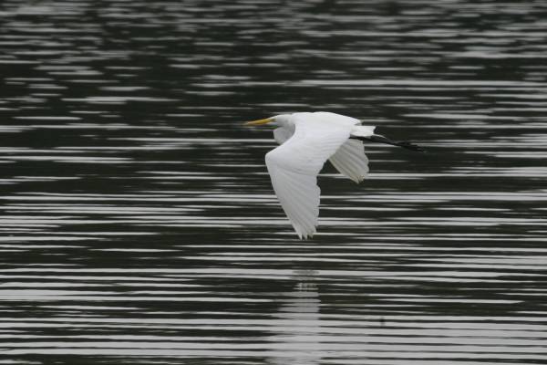 egret flying