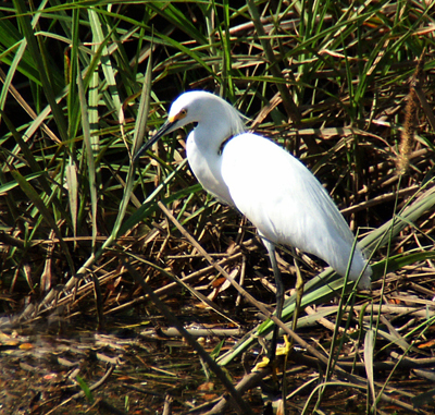 White Heron; Costa Rica