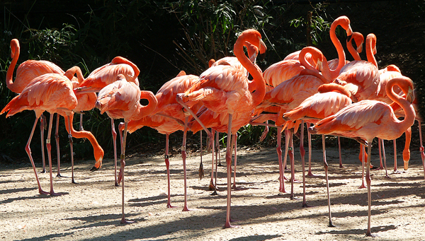 Dancing Class; San Diego Zoo, CA