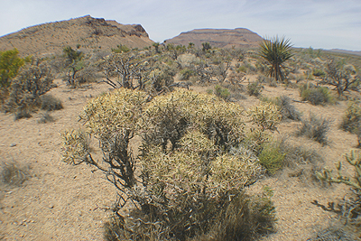 East Mojave scenic