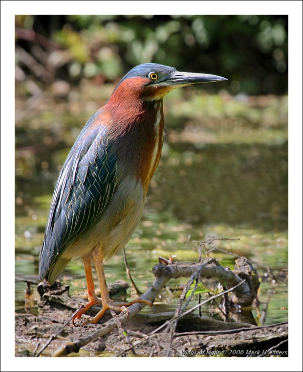 Green Heron 15