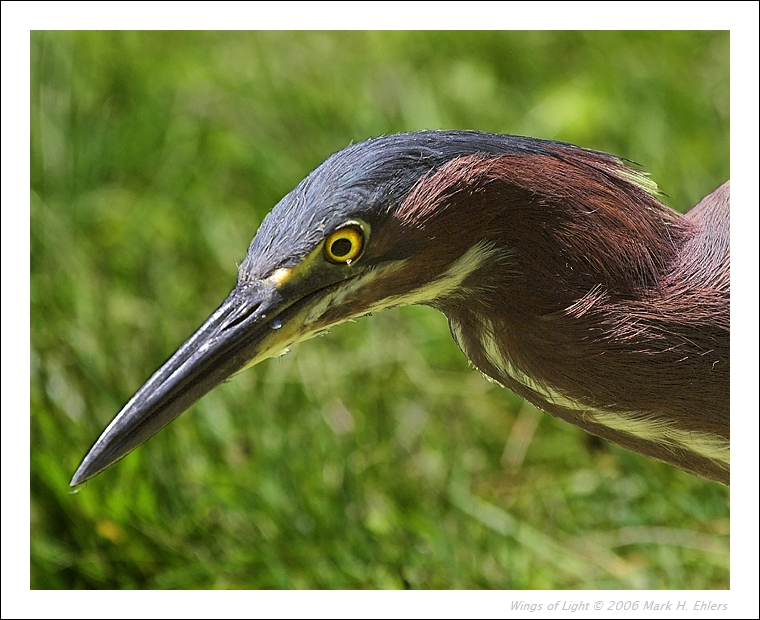 Green Heron 20