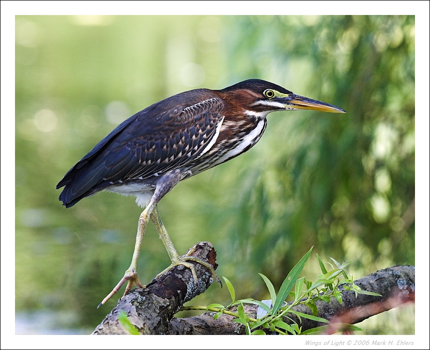 Green Heron