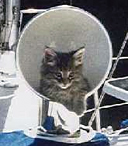 cat boat cat