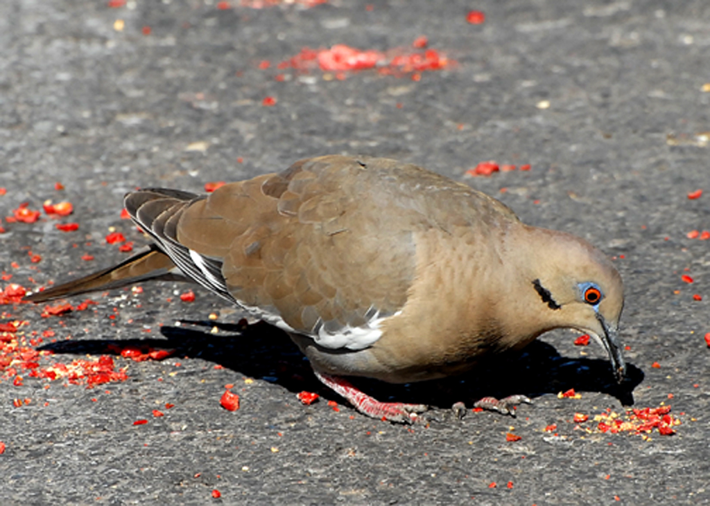 DoveWh-winged-PE2010410.jpg