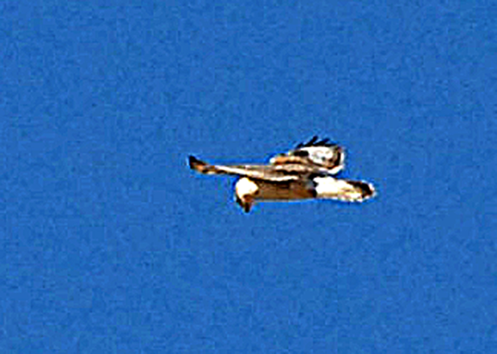 HawkFerruginous-PE20105101.jpg