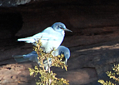 JayPinyon-web0109101.jpg