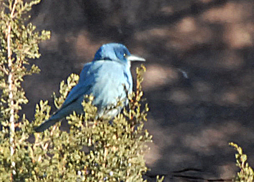 JayPinyon-web0109102.jpg
