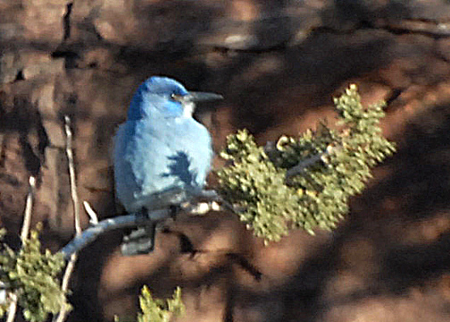 JayPinyon-web0109103.jpg