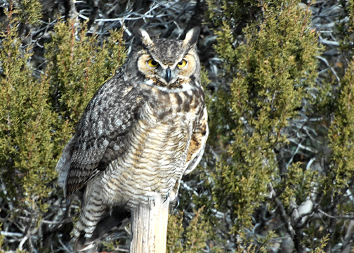 OwlGreatHorned-web010910.jpg
