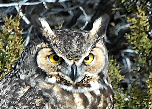 OwlGreatHorned-web0109103.jpg