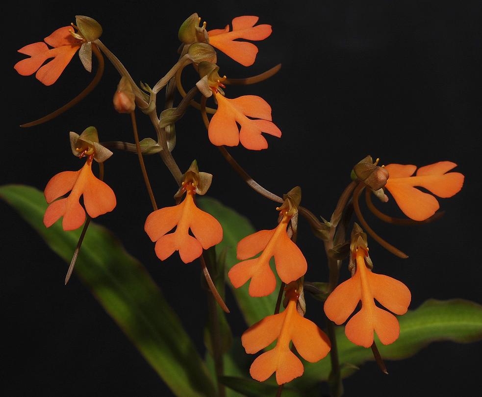 Habenaria rhodocheila.