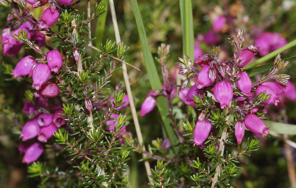 Erica cinerea.