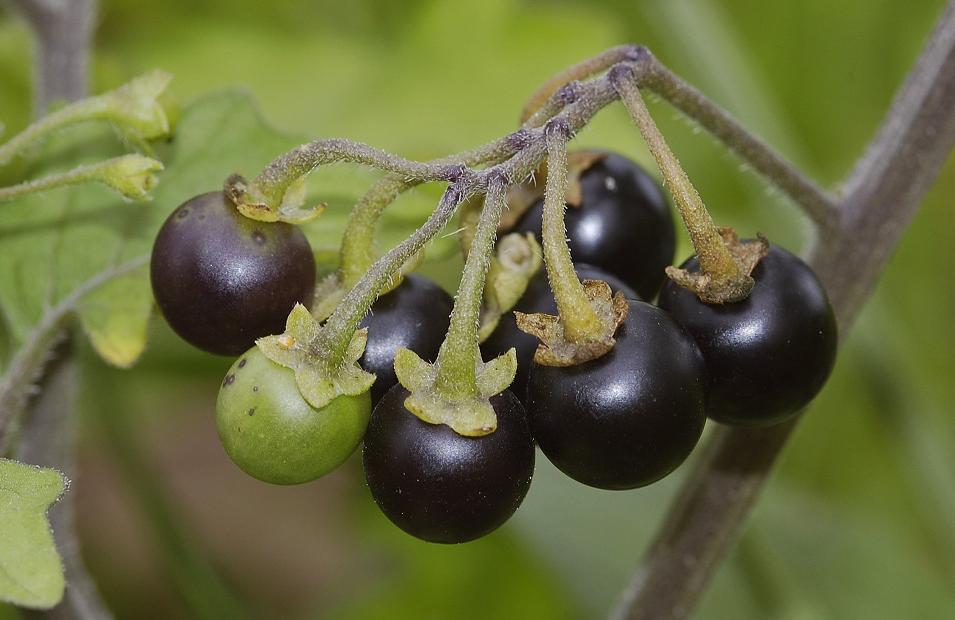 Solanum nigrum. Fruits.