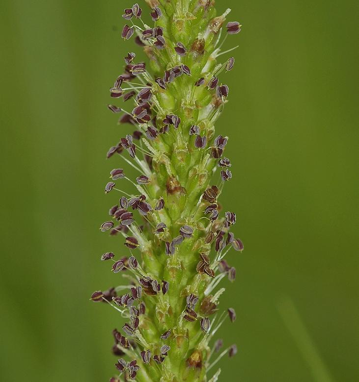 Plantago major subsp. major. Close-up.