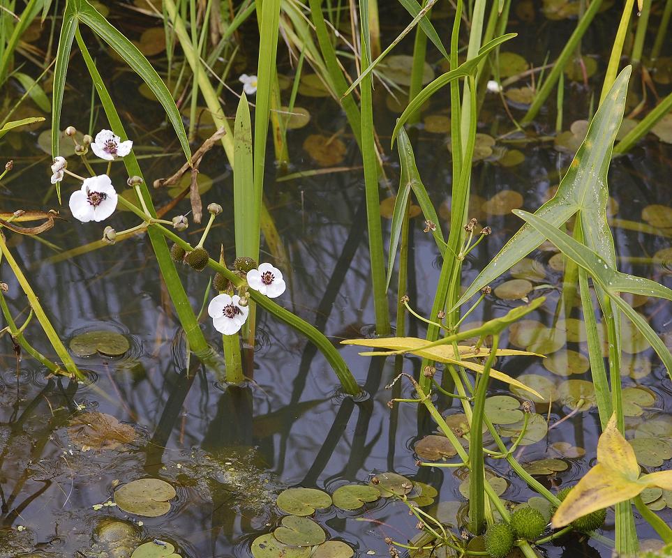 Sagittaria sagittifolia.