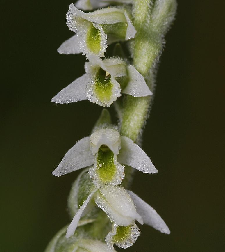 Spiranthes spiralis close-up.(Limburg)