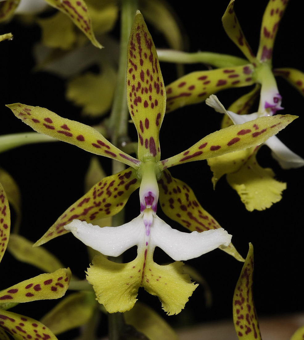 Epidendrum stamfordianum. Close-up.