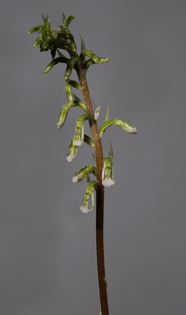 Cyclopogon spec. (Plant courtesy of Jac. Wubben)