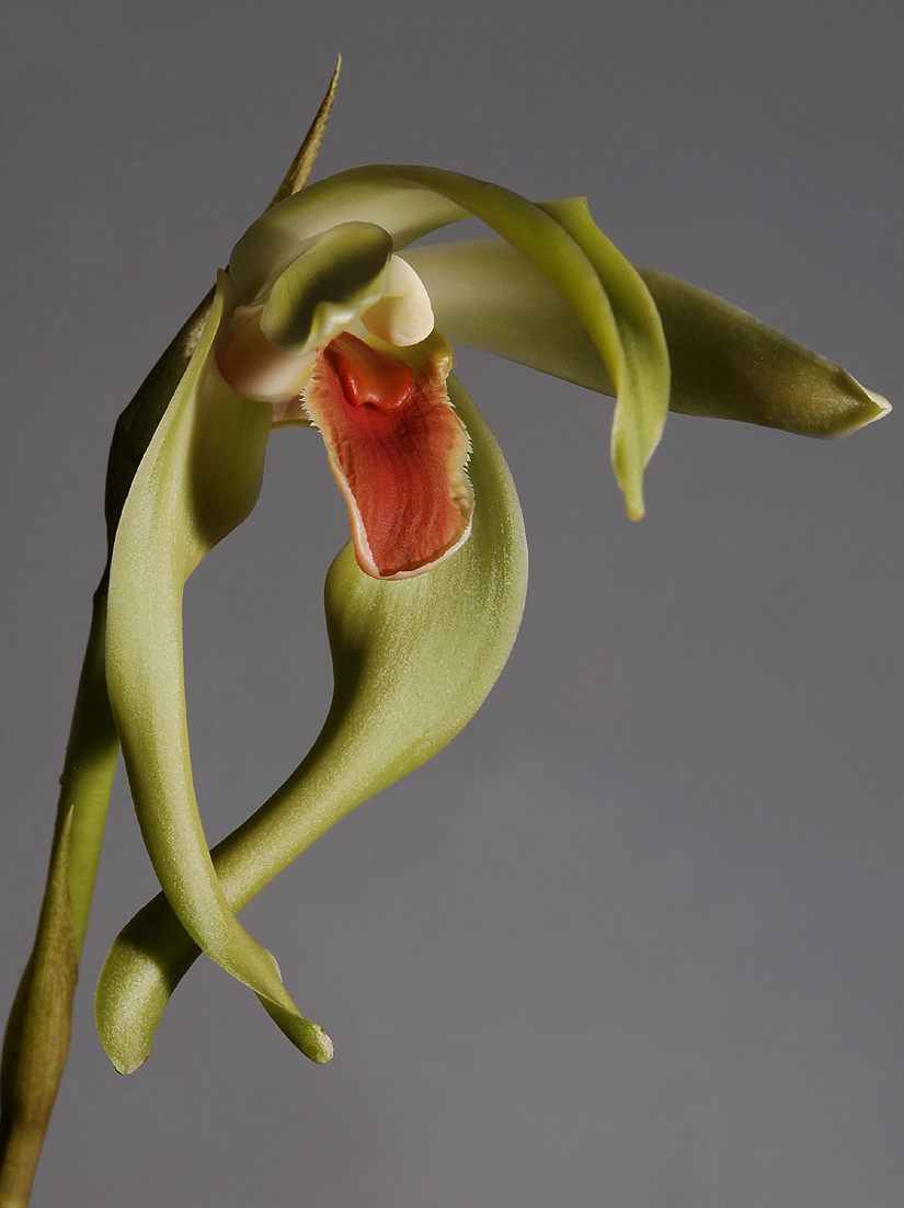 Ida spec. (Plant courtesy of Jac. Wubben)