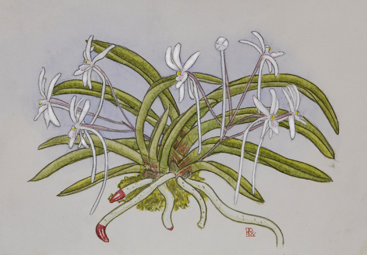Neofinetia falcata drawing.