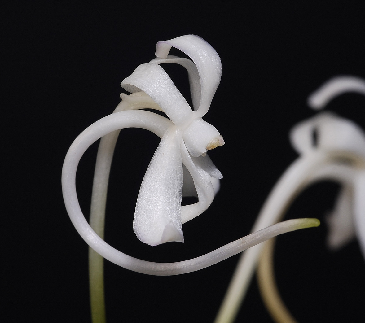 Neofinetia falcata from China Close side.