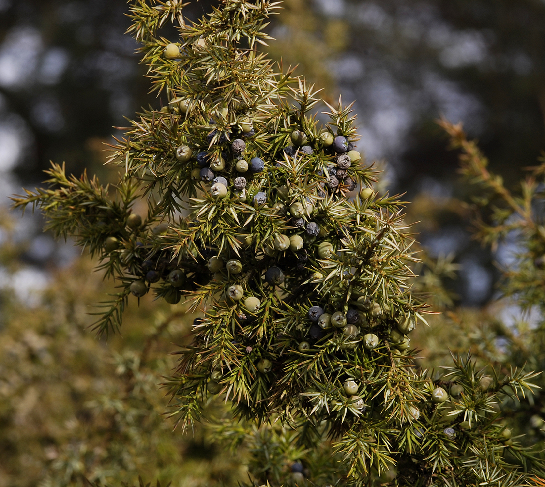 Juniperus communis.