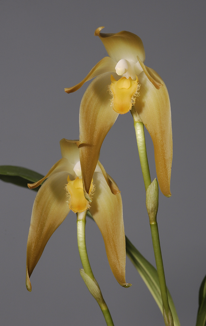 Ida fulvescens. (Plant courtesy of Jac. Wubben)