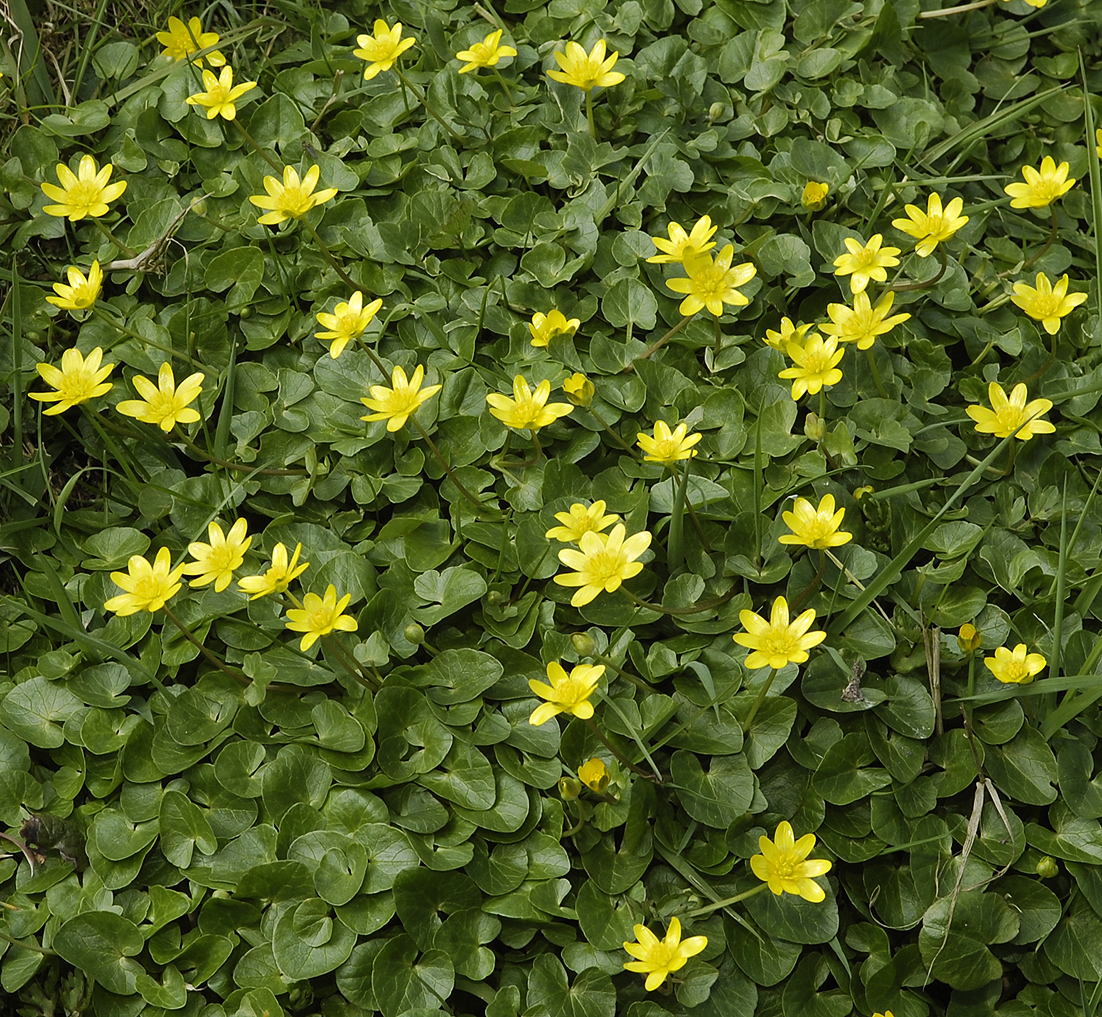 Ficaria verna.