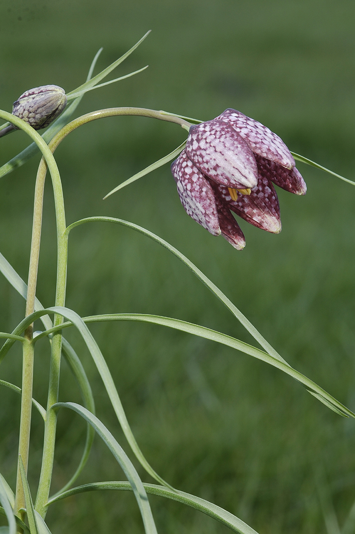 Fritillaria meleagris.