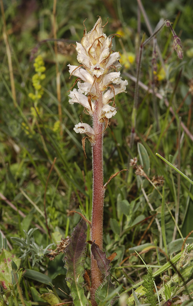 Orobanche picridis.