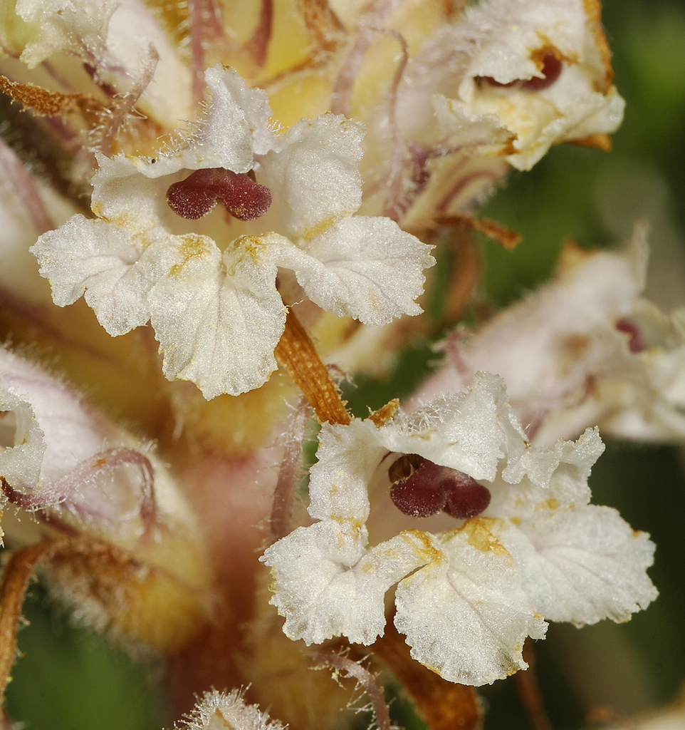 Orobanche picridis. Close-up.