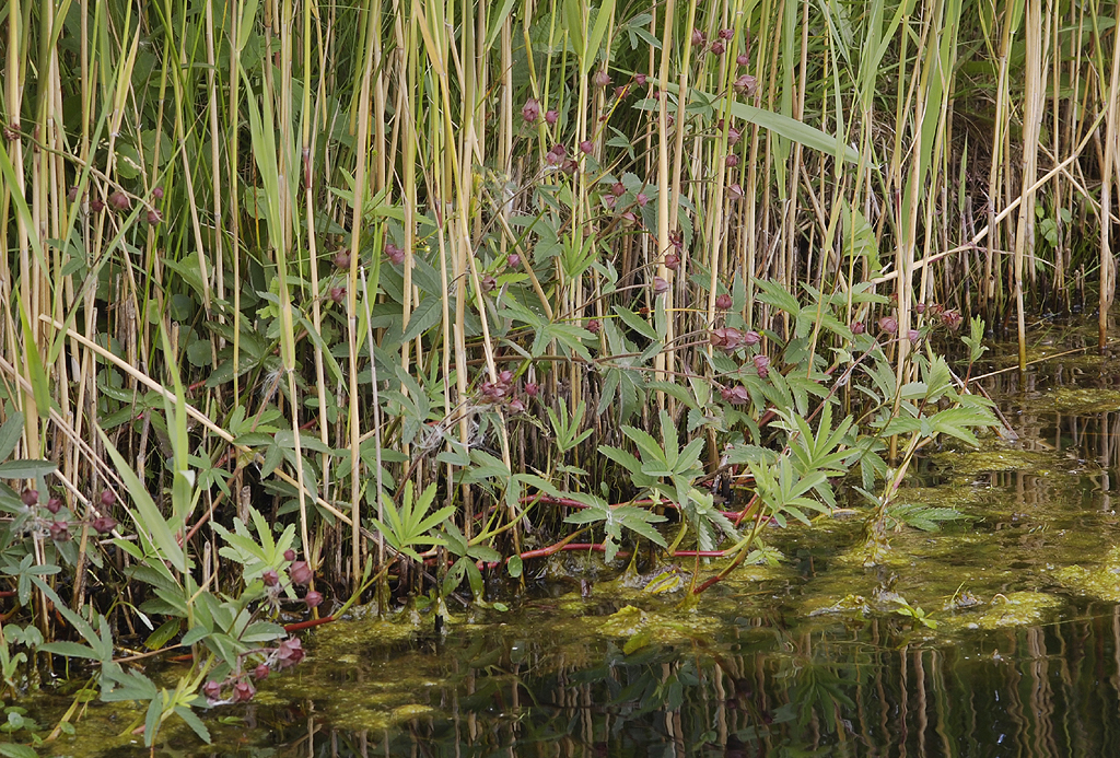 Comarum palustre.