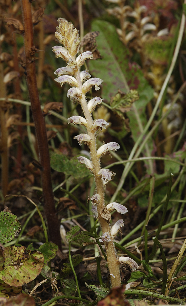 Orobanche minor. Blue.