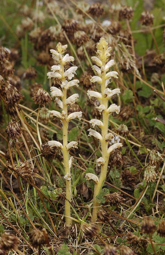 Orobanche minor. Pale.