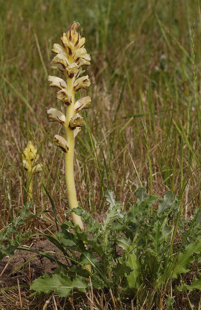 Orobanche reticulata subsp. pallidiflora between its host Cirsium arvense.