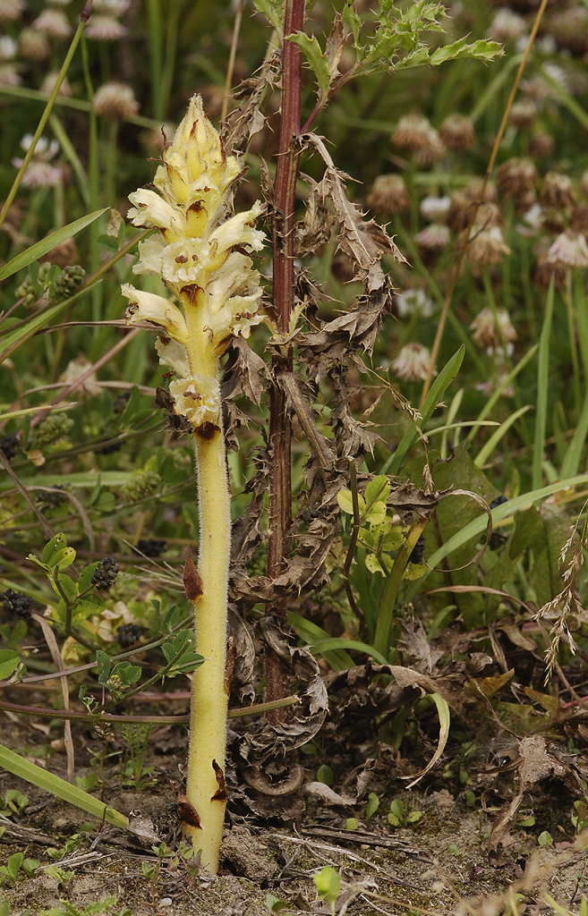 Orobanche reticulata subsp. pallidiflora. At the base of its host Cirsium arvense.
