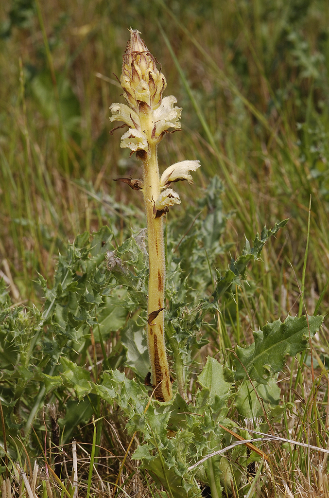 Orobanche reticulata subsp. pallidiflora.