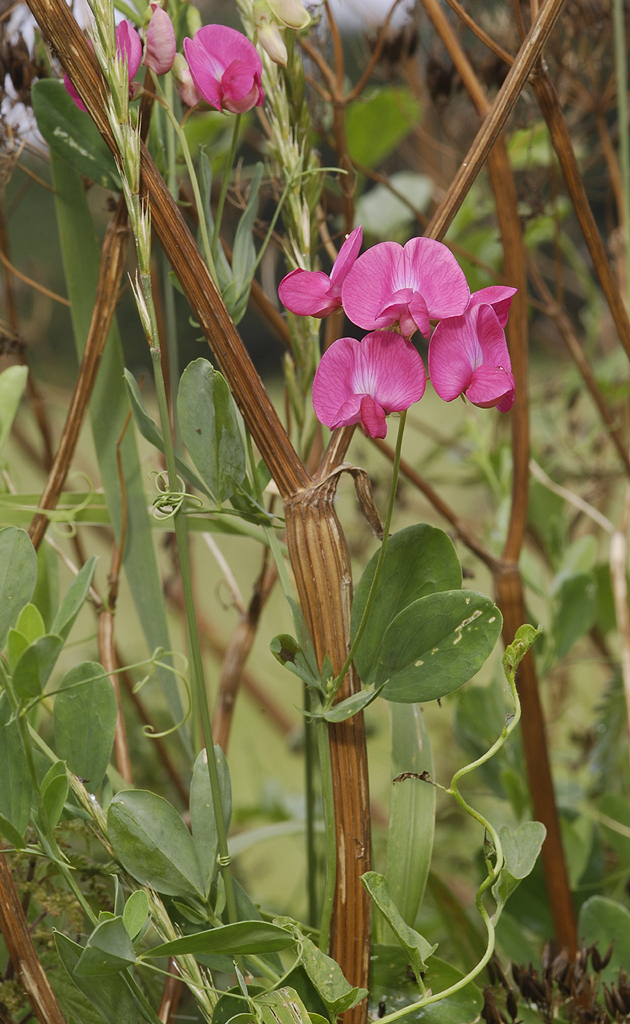 Lathyrus tuberosus.