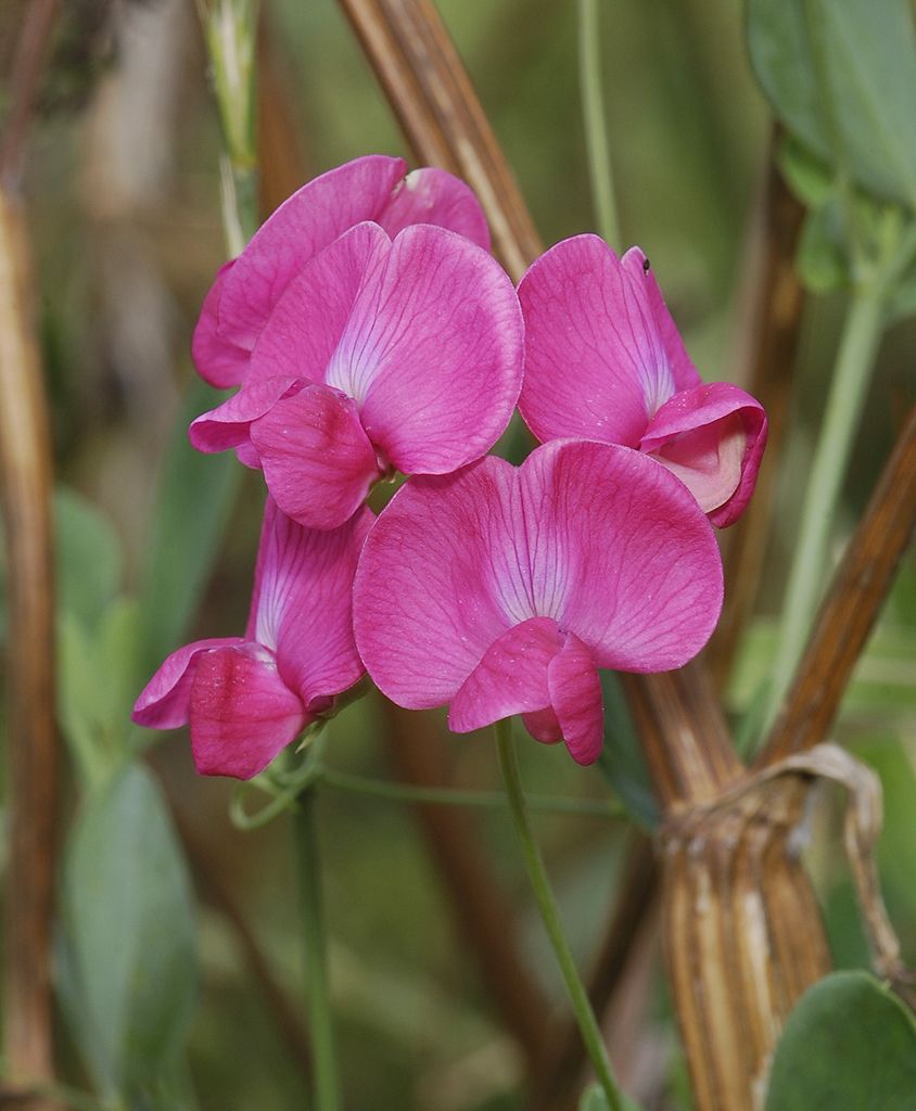 Lathyrus tuberosus. Close-up.