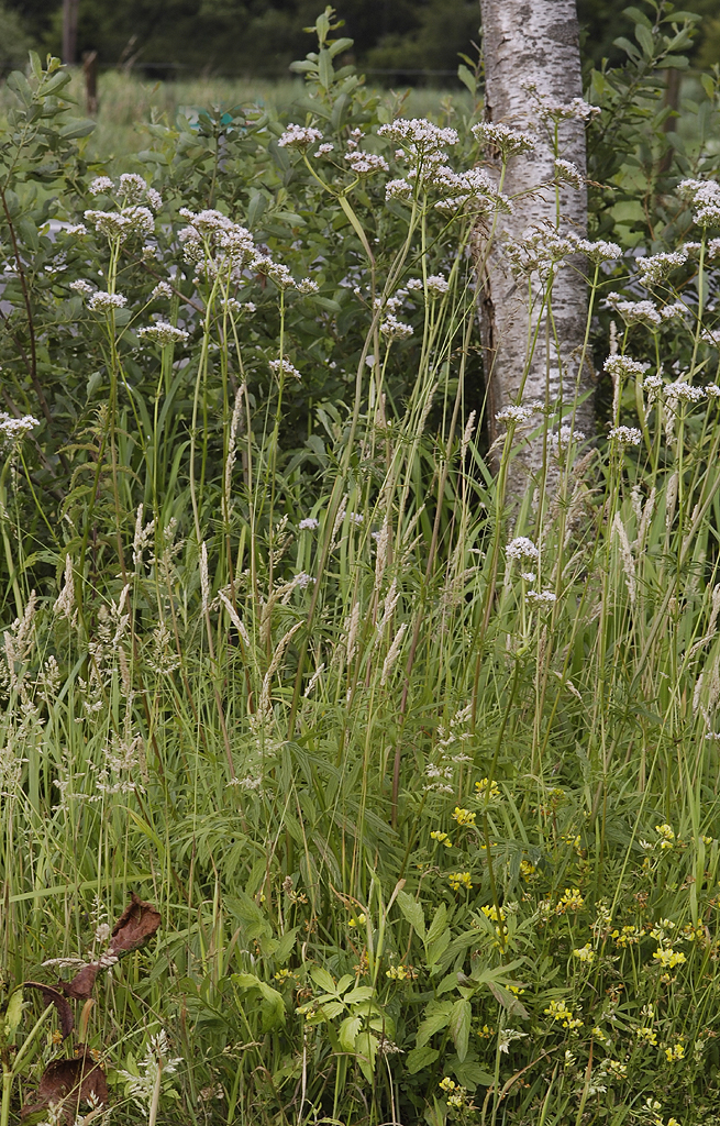 Valeriana officinalis.