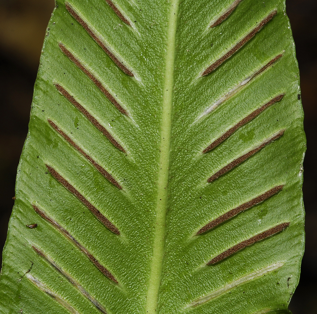 Asplenium scolopendrium. Close-up.