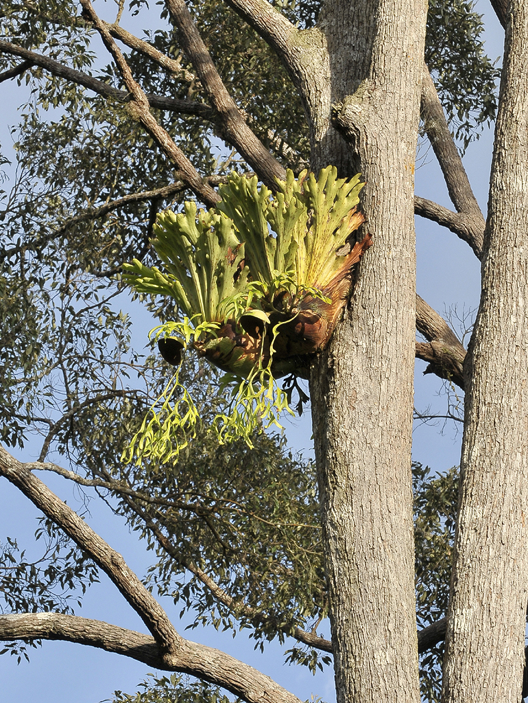 Platycerium coronarium.