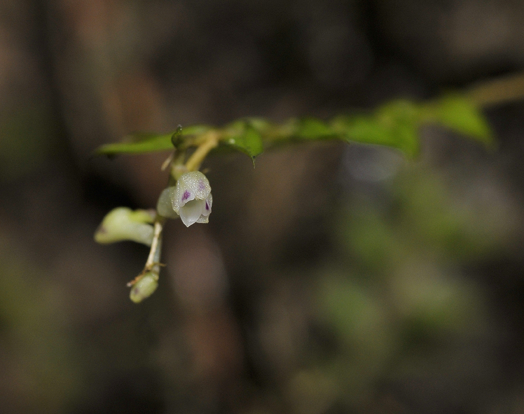 Podochilus spec. Close-up.