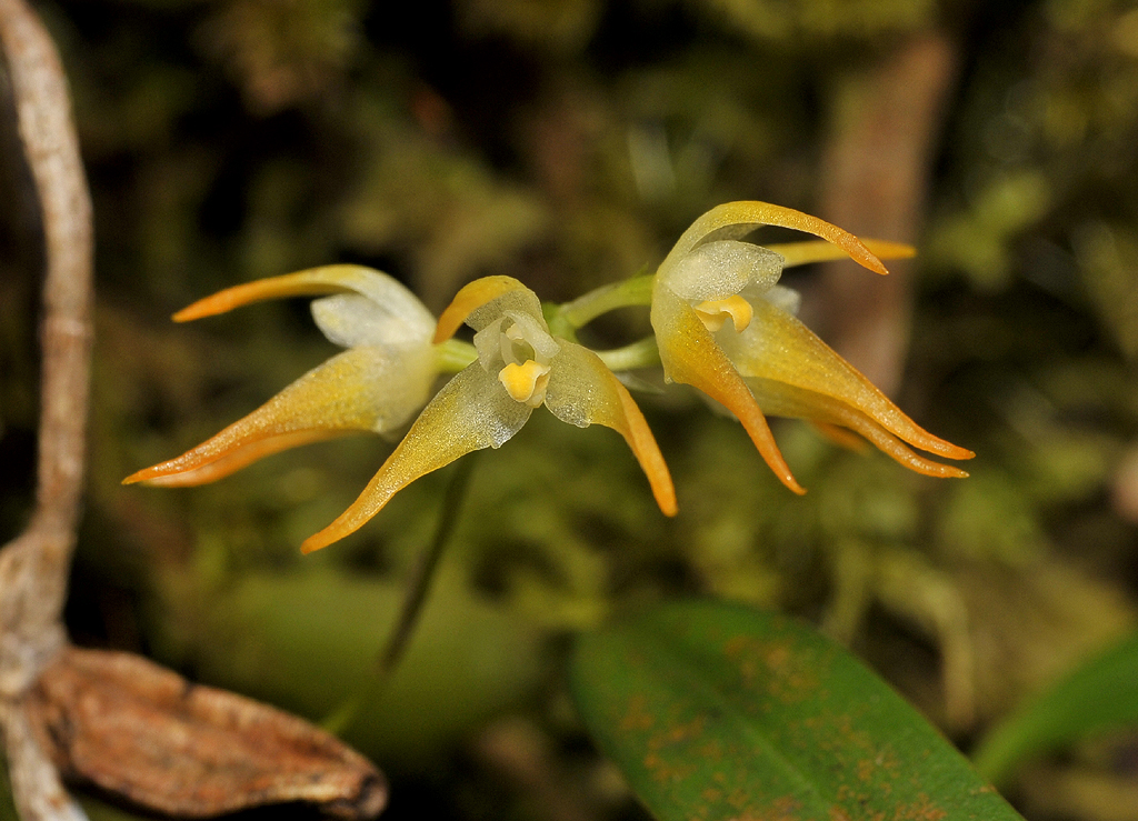 Bulbophyllum triflorum. Close-up.