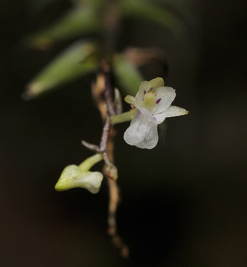 Podochilus spec. 1 Close-up.